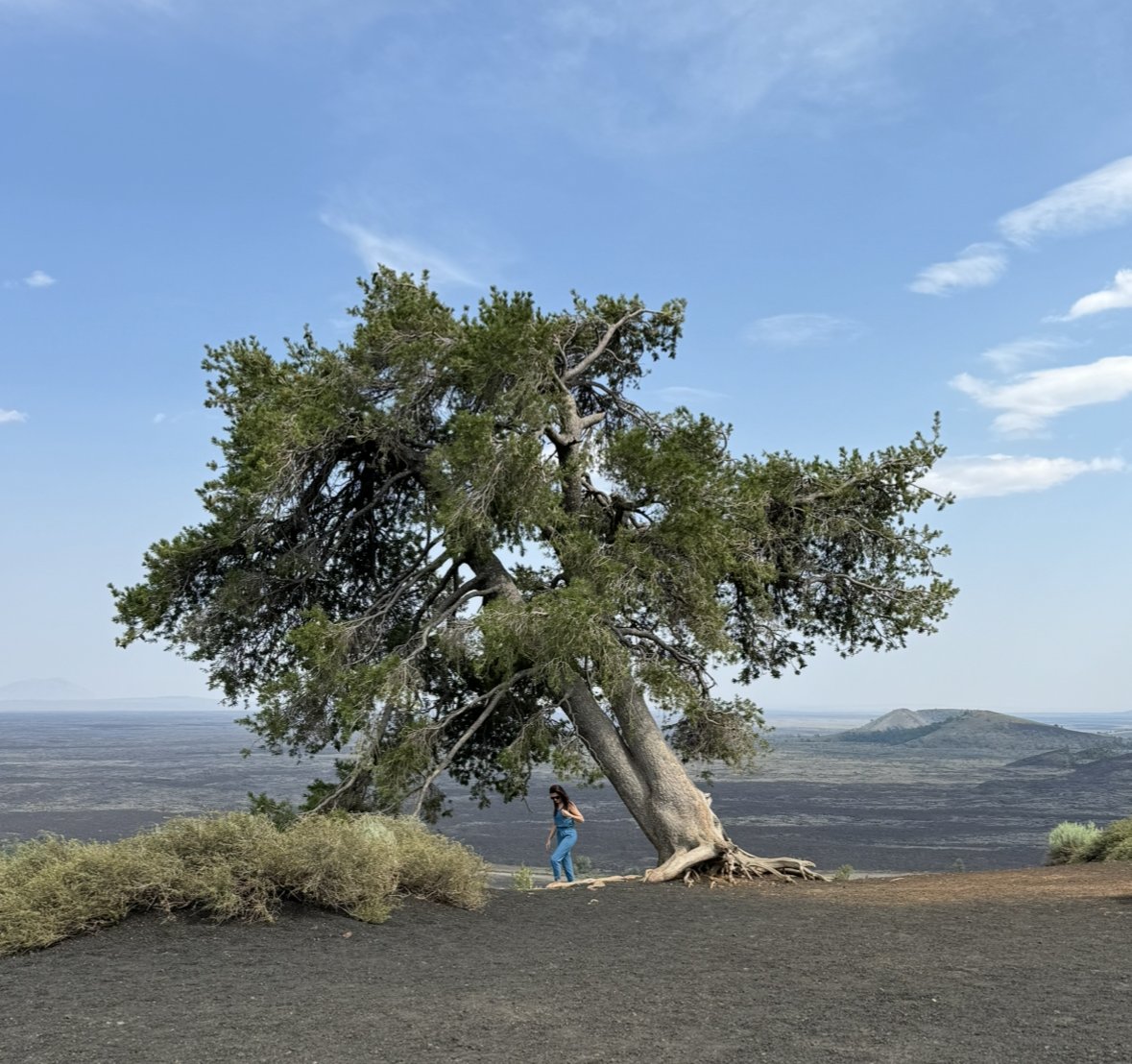 A solitary tree on open ground